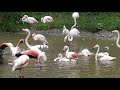 Greater Flamingos At The Lake District Wildlife Park