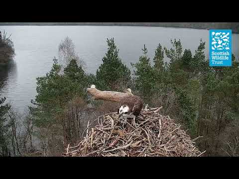 Female Osprey NC0 Returning to the Nest - Loch of the Lowes Webcam (2024)