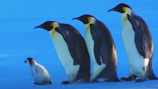 Download lagu Baby Penguin Escapes Kidnap | Snow Chick: A Penguin's Tale | BBC Earth mp3