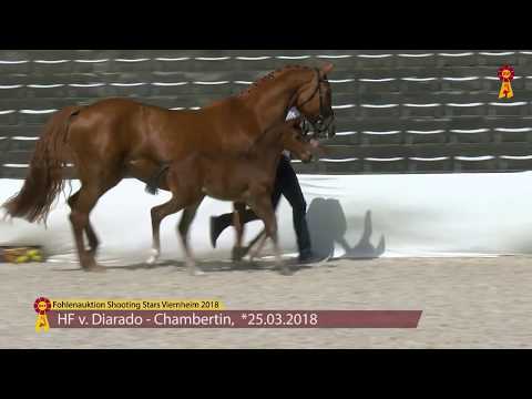 KN 14: Fohlen von Diarado - Chambertin