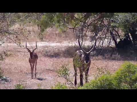 Djuma  Waterbuck bull and Impala ram - 11:31 - 06/14/19