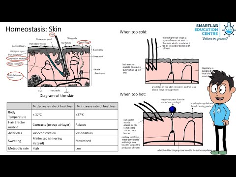 Homeostasis: The Skin