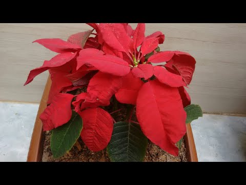Flor de Natal (poinsétia) como plantar e cuidar.