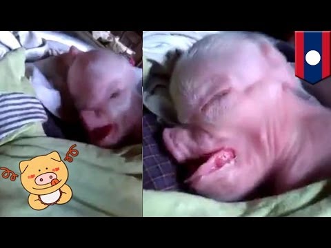 Żeń-szeń zwiększa człon Nagich mężczyzn z małym penisem