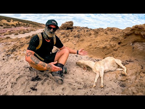 SOLO SURVIVAL - Is It Possible? (No Food No Water No Shelter)