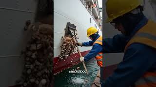 Barnacle Removal from Cruise Ship #shorts