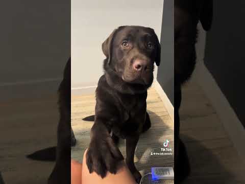 Working from home with a labrador retriever 😅 #puppy #labradorretriever #labpuppy #workfromhome ￼