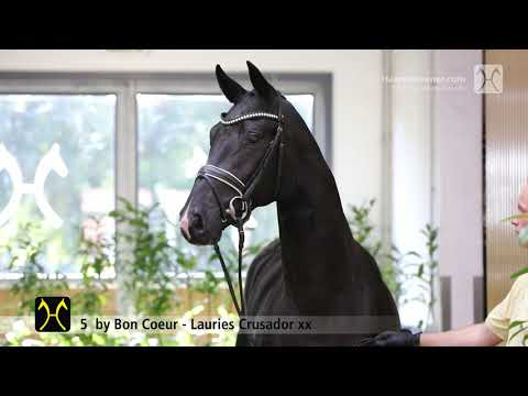 Verden Stallion Licensing 2021 - Dressage -  Nov - No. 5 Stallion by Bon Coeur - Lauries Crusador xx