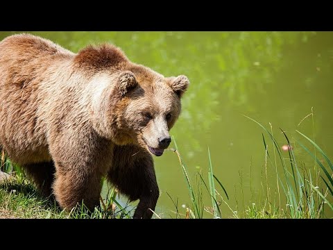 Video Thumbnail: Japan steps up bear safety measures after recent attacks