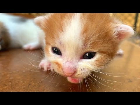 Newborn kittens meow for their mothers for a long time