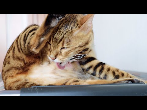 Pregnant cat stimulates her Milk Production (pre-labor symptoms)