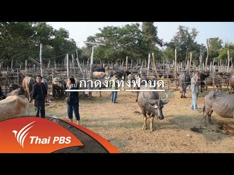 กาดวัวควาย บ้านทุ่งฟ้าบด