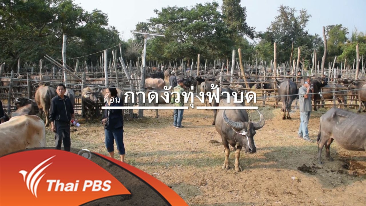 กาดวัวควาย บ้านทุ่งฟ้าบด