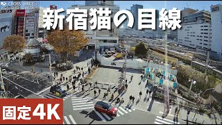 【LIVE】新宿猫の目線（新宿駅東口） ライブカメラ live webcam