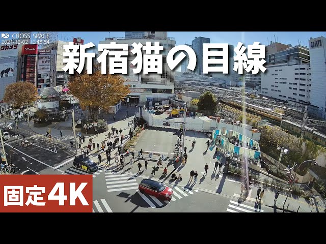 JR新宿駅 東口（猫の目線）