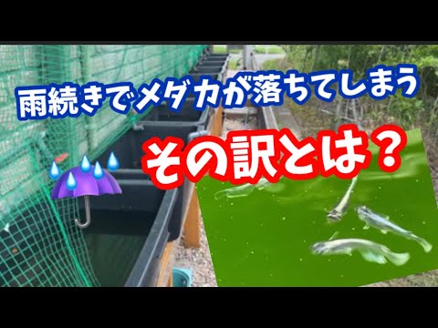 雨水は安全に飲めますか?新しい研究で明確な結論が出た