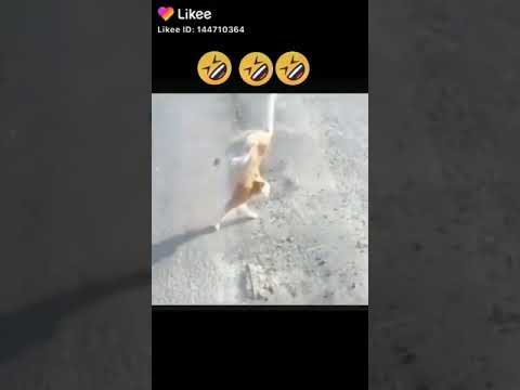 Subal chakraborty(3)