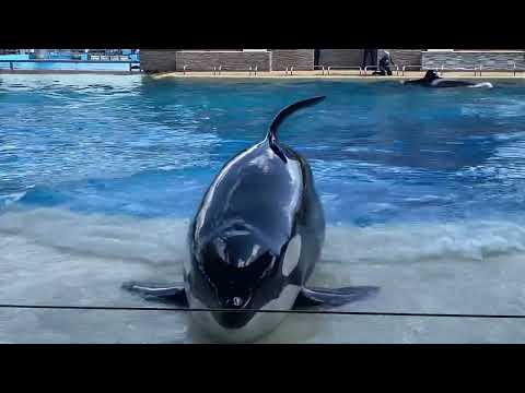 Orca Encounter Full Show Front Row | SeaWorld Orlando