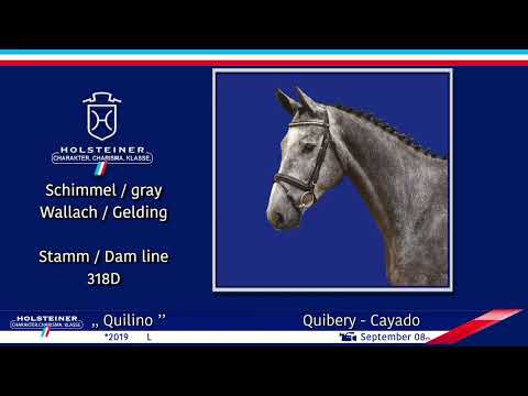 Holsteiner Elite-Reitpferdeauktion 2022 | Nr. 129 Quilino