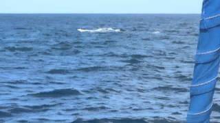 New Caledonia "Whale Watching"