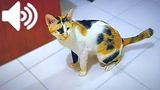 Download lagu SUARA KUCING BETINA BIRAHI - Suara Kucing Minta Kawin mp3