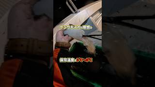 【衝撃】高級クーラーは不要！？安物でイカを最高の鮮度で持ち帰る裏ワザ🦑 #イカメタル