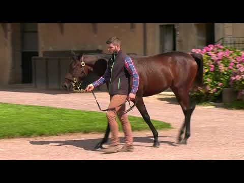 2020 Deauville Select Sale - Lot 186 c.WOOTTON BASSETT x PERSIAN BELLE