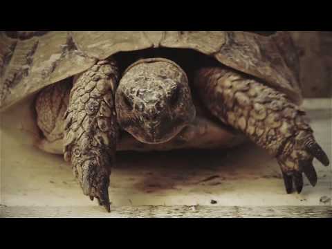 5ponca feat  Taste2 -  Sa Vija?