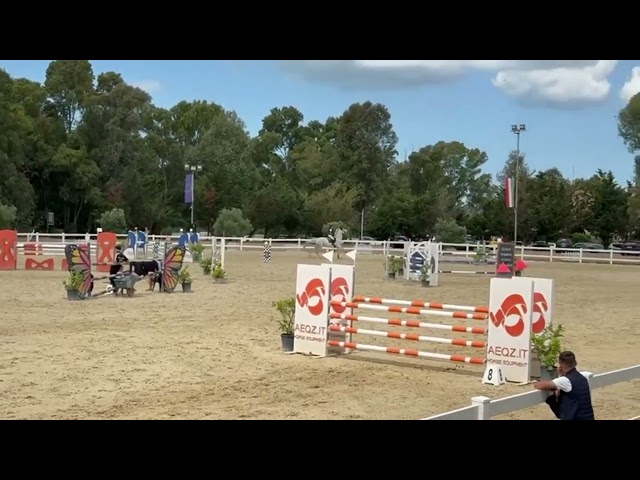 Cavalla da salto in vendita 