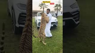 Dubai 🇦🇪 Sheikh With Lion 🦁 Tiger 🐯 at