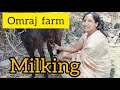 Omraj Farm Milking