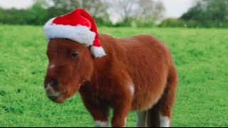 Amazon Prime 'Little Horse' Christmas edition - Little Donkey