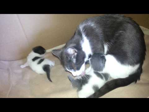 Molly the awesome mama cat washing her kittens