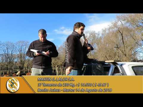 14-08-18 Venta de Machos - Martin G. Lalor S.A. - B. Juarez.