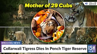 Collarwali Tigress Dies In Pench Tiger Reserve
