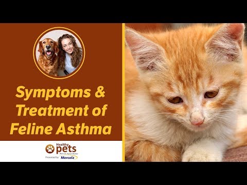 Symptoms & Treatment of Feline Asthma - YouTube
