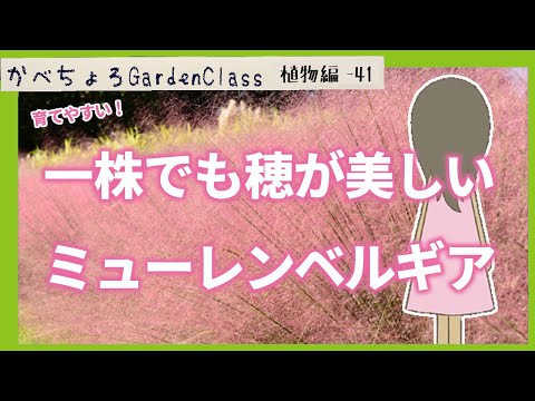 ベルガスター 植物