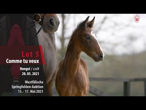 Springfohlen-Auktion 13. - 17.Mai Lot 5 Comme tu veux Hengst v. Comme il faut NRW - For Pleasure