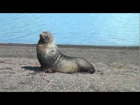 ANTARCTICA_ fur seals on Deception Island.