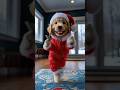 Santa Dog Christmas Dance 🐶🧑‍🎄  #dog #cute #dance #dogdance