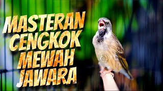 Download lagu MASTERAN BLACKTHROAT GACOR DURASI PANJANG efectif BIKIN KENARI PAUD RAJIN BUNYI isian MEWAH mp3 Download lagu MASTERAN BLACKTHROAT GACOR DURASI PANJANG efectif BIKIN KENARI PAUD RAJIN BUNYI isian MEWAH mp3