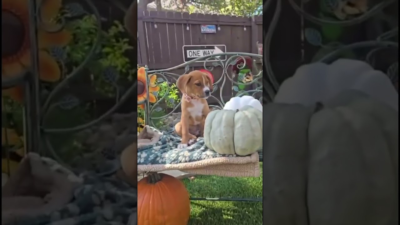 Enlarge Rusty, a Adopted mixed breed in Brentwood, TN video 2/6