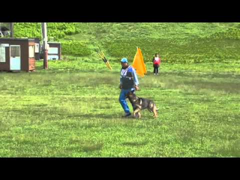 カシワ脚側行進＠2014 FCI-IPO競技大会