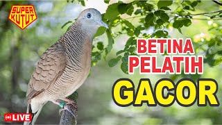 Download lagu Perkutut BeTINA memanggil Jantan - suara memancing bunyi mp3 Download lagu Perkutut BeTINA memanggil Jantan - suara memancing bunyi mp3