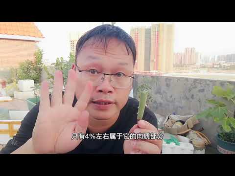 蘆薈盆栽風水