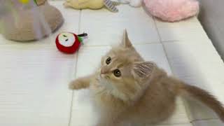 マンチカンの動画01