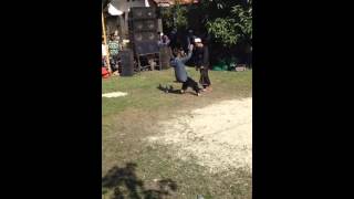 Download lagu PUSAT Ilmu kebatinan Al-Hikmah. mp3 Download lagu PUSAT Ilmu kebatinan Al-Hikmah. mp3