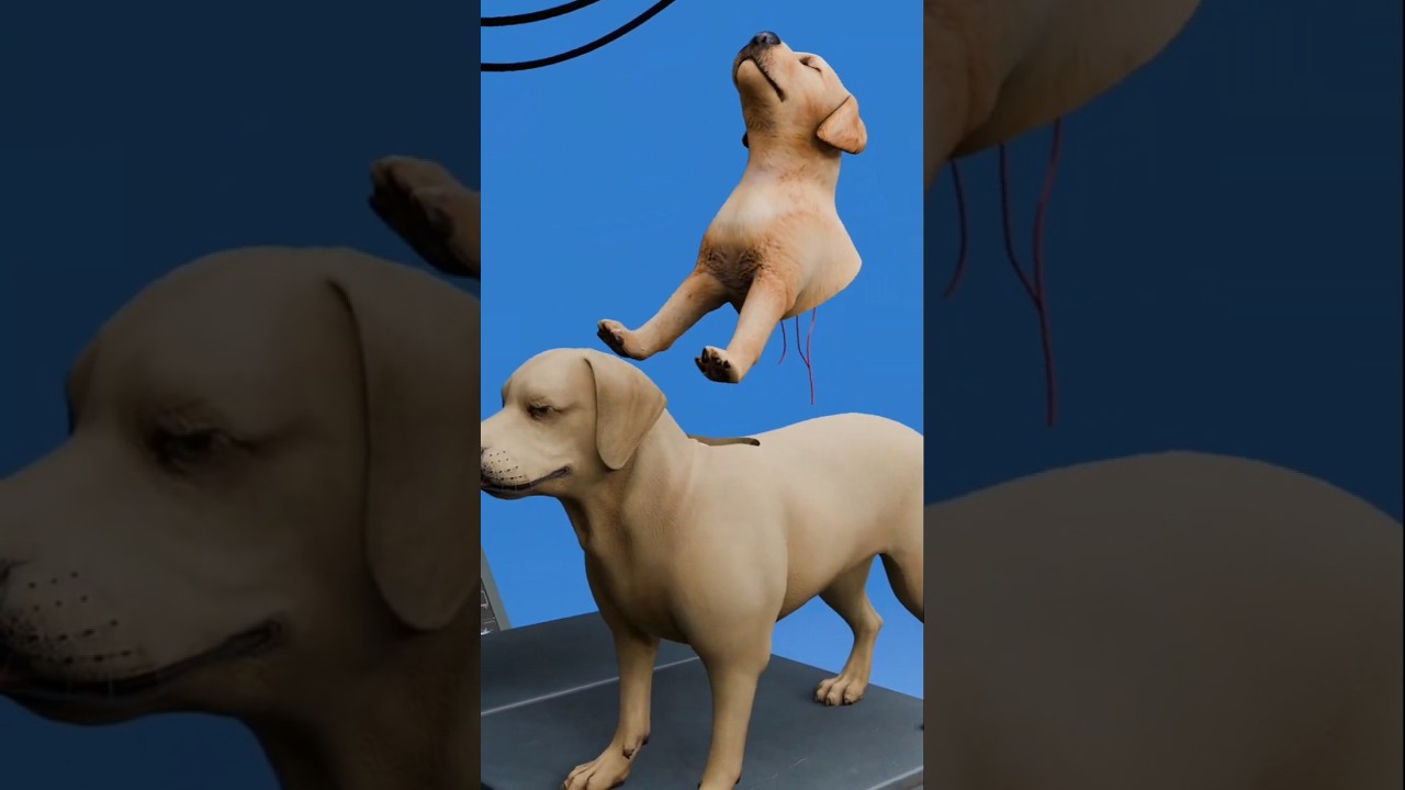 The Two Headed Dog Soviet Experiment 😮#shortvideo #shorts #firstshortvideo #3d #dog #experiment