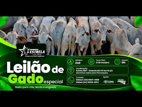 ESTRELA LEILÕES  - AO VIVO - 13/10/2026  -  18H - MORRINHOS - GOIÁS