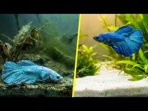 Fish Keep Dying? 5 Hidden Reasons (Fix These Now)
